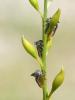 Centrotus cornutus